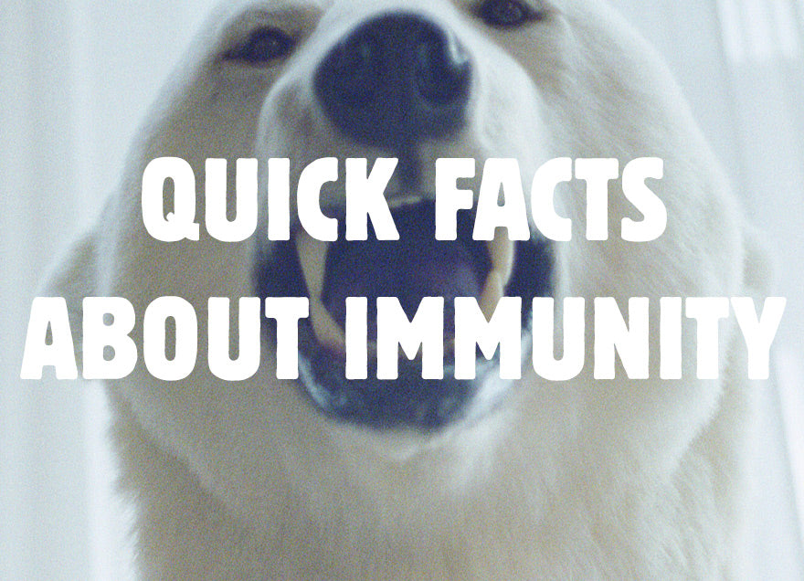 Quelques mots sur l'immunité