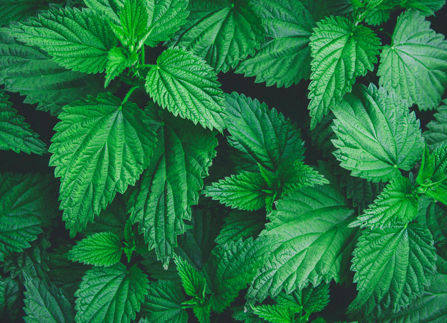 Amazing vegetables #5 Nettle