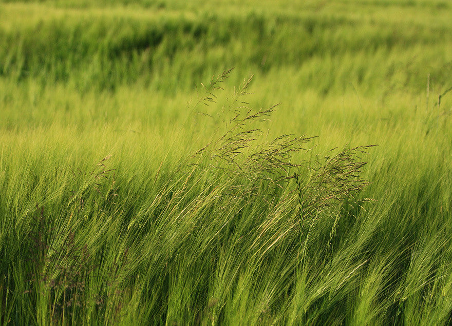 Amazing vegetables #3 Barley Grass