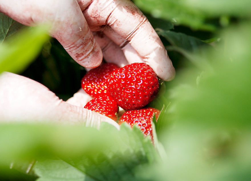 Amazing fruits #1 Strawberries